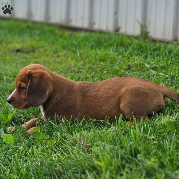 Pixie, Beagle Mix Puppy