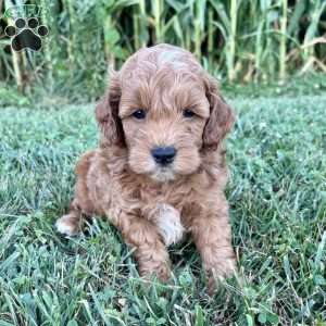 Winston – Mini, Cockapoo Puppy