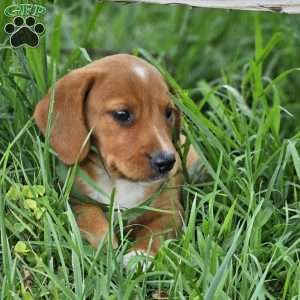 Princess, Beagle Mix Puppy