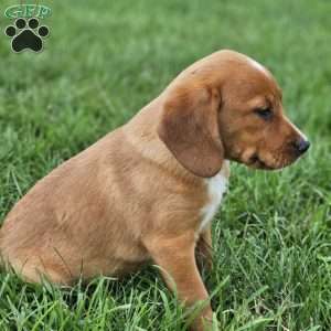 Princess, Beagle Mix Puppy
