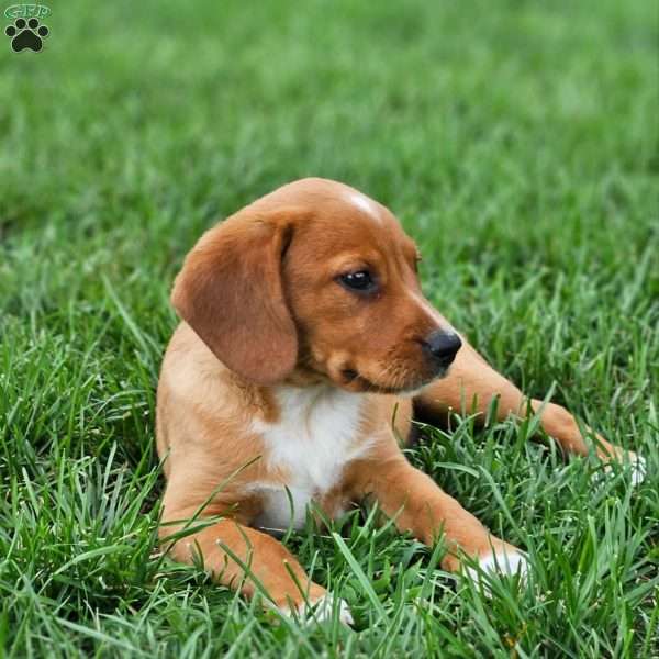 Princess, Beagle Mix Puppy
