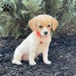 Lexi, Mini Labradoodle Puppy
