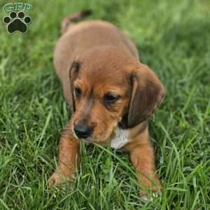 Diesel, Beagle Mix Puppy