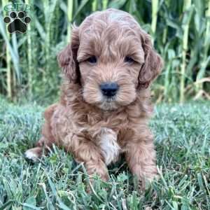 Winston – Mini, Cockapoo Puppy
