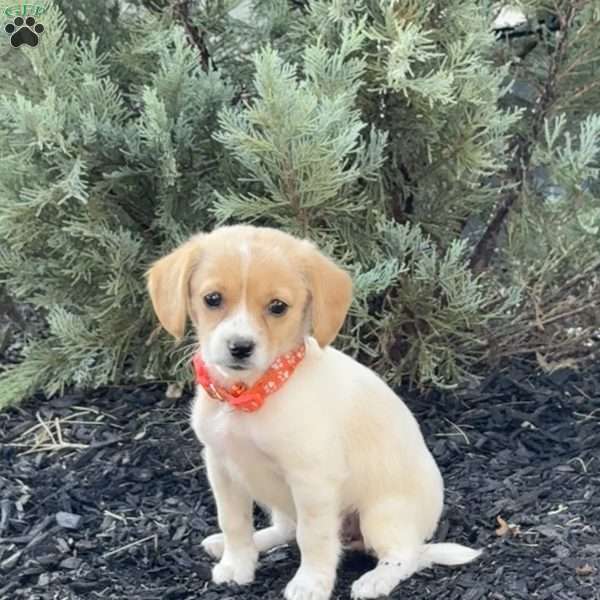 Lexi, Mini Labradoodle Puppy
