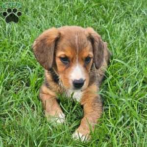 Piper, Beagle Mix Puppy
