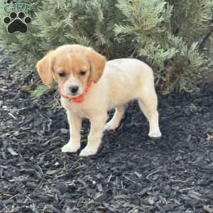 Lexi, Mini Labradoodle Puppy