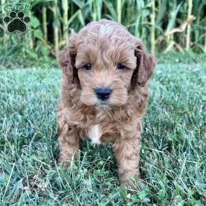 Winston – Mini, Cockapoo Puppy