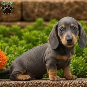 Diesel – Mini, Dachshund Puppy