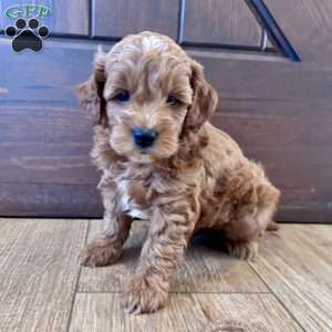 Winston – Mini, Cockapoo Puppy