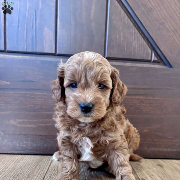 Winston – Mini, Cockapoo Puppy