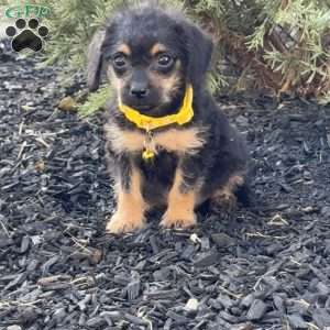 Lola, Mini Labradoodle Puppy