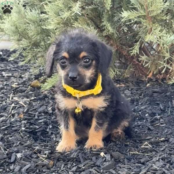 Lola, Mini Labradoodle Puppy