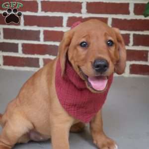Oakley, Fox Red Labrador Retriever Puppy
