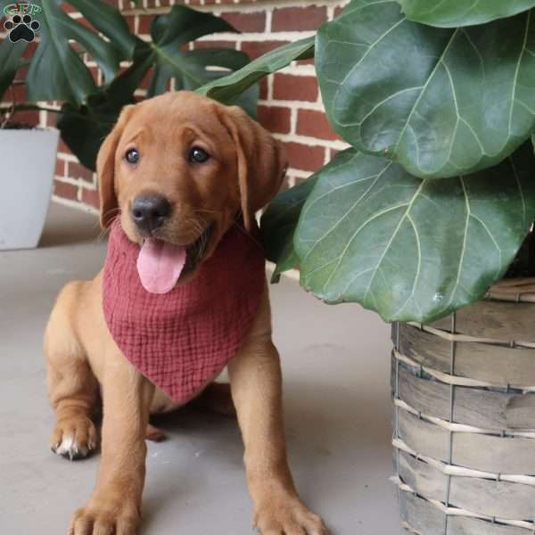 Oakley, Fox Red Labrador Retriever Puppy