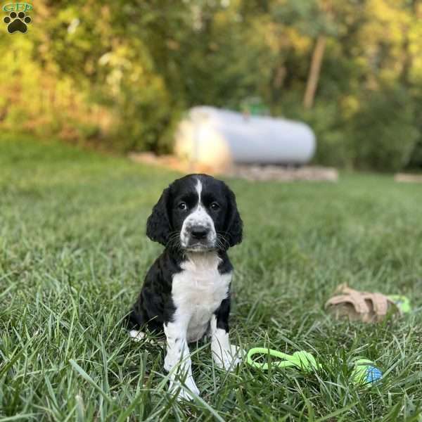 Duchess, English Springer Spaniel Puppy