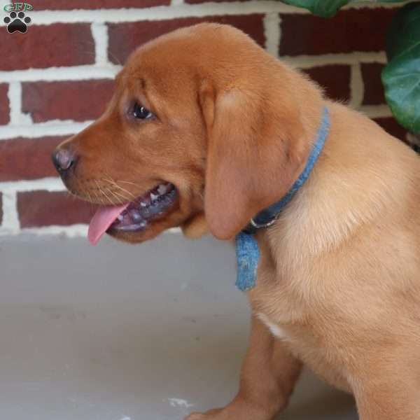 Hazel, Fox Red Labrador Retriever Puppy