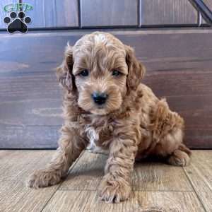 Winston – Mini, Cockapoo Puppy