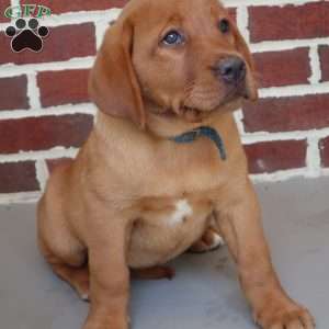 Hazel, Fox Red Labrador Retriever Puppy