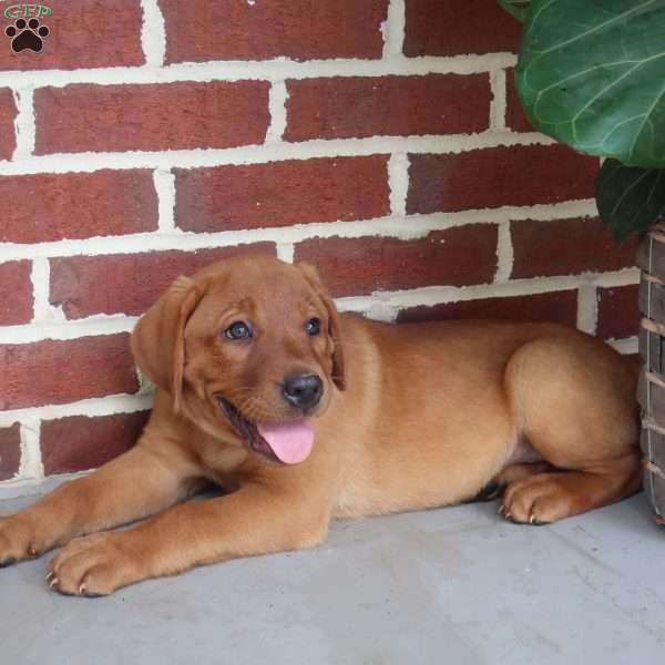 Cedar, Fox Red Labrador Retriever Puppy
