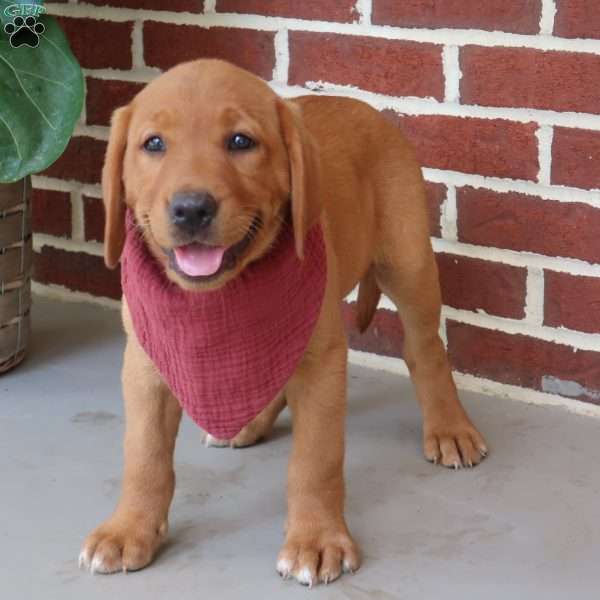 Willow, Fox Red Labrador Retriever Puppy