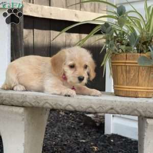 Lollipop, Miniature Poodle Mix Puppy