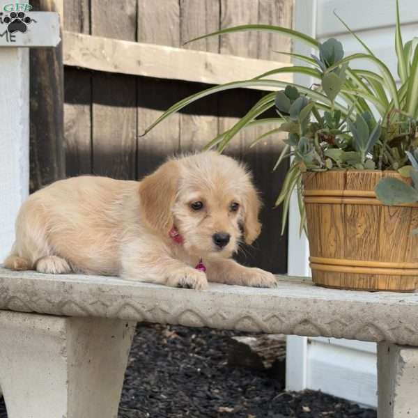 Lollipop, Mini Labradoodle Puppy
