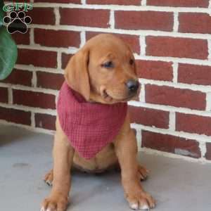Willow, Fox Red Labrador Retriever Puppy