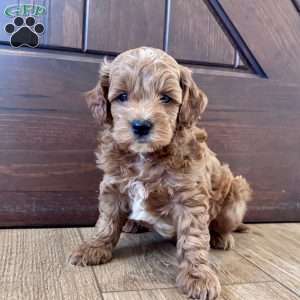 Winston – Mini, Cockapoo Puppy