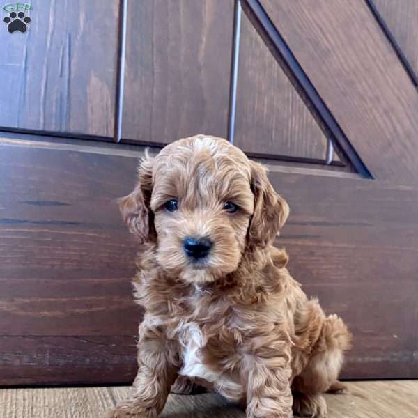 Winston – Mini, Cockapoo Puppy