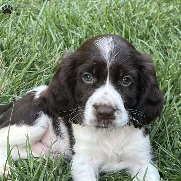 Dudley, English Springer Spaniel Puppy
