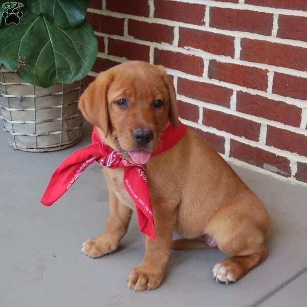 Sequoia, Fox Red Labrador Retriever Puppy