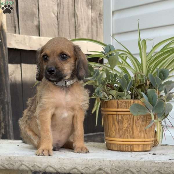 Lenny, Mini Labradoodle Puppy
