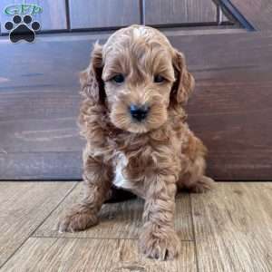 Winston – Mini, Cockapoo Puppy