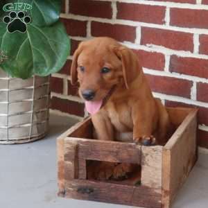Sage, Fox Red Labrador Retriever Puppy