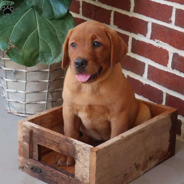 Sage, Fox Red Labrador Retriever Puppy