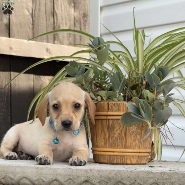 Libby, Mini Labradoodle Puppy