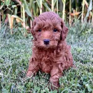 Bentley – Mini, Cockapoo Puppy