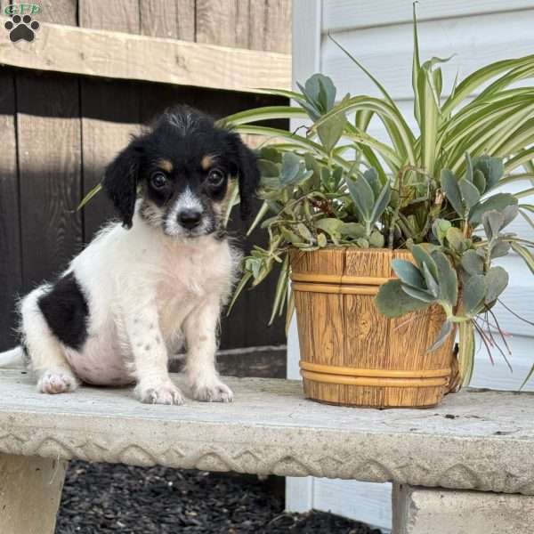 Lucy, Mini Labradoodle Puppy