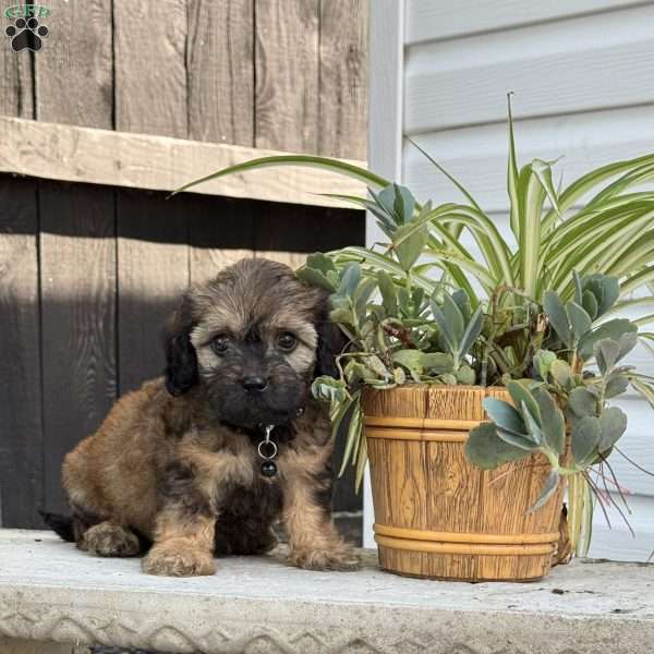 Linus, Mini Labradoodle Puppy