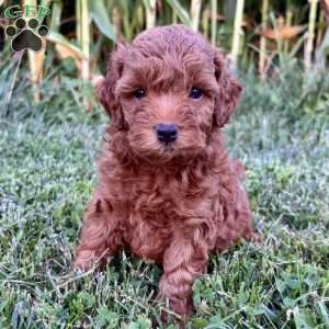 Bentley – Mini, Cockapoo Puppy