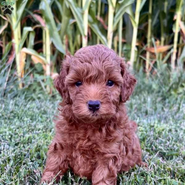 Bentley – Mini, Cockapoo Puppy