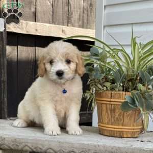 Lilly, Mini Labradoodle Puppy