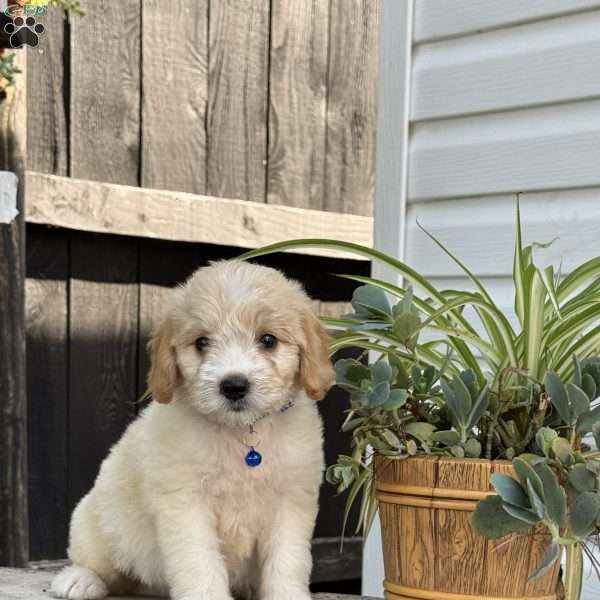 Lilly, Mini Labradoodle Puppy