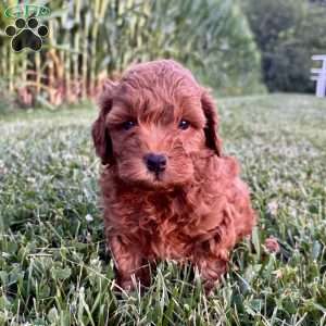 Bentley – Mini, Cockapoo Puppy