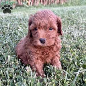 Bentley – Mini, Cockapoo Puppy