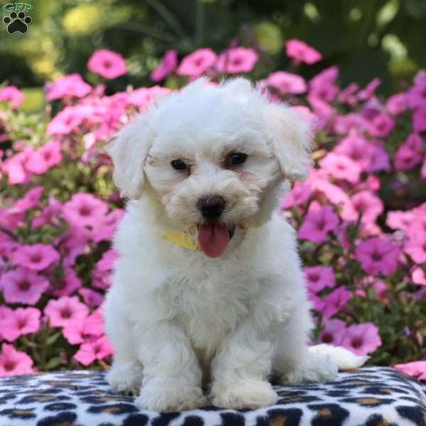 Juniper, Bichon Frise Puppy