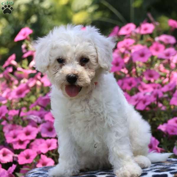 Jemma, Bichon Frise Puppy