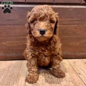 Bentley – Mini, Cockapoo Puppy