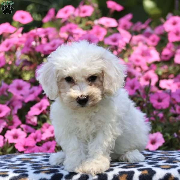 Judy, Bichon Frise Puppy
